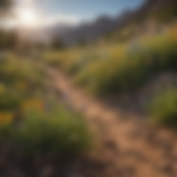 Vibrant wildflowers blooming along a hiking trail in Grand Junction