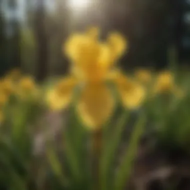 Vibrant Yellow Siberian Iris in Sunlight Vibrant Yellow Siberian Iris in Sunlight