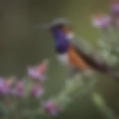 Violet-Crowned Hummingbird Feeding on Desert Sage Violet-Crowned Hummingbird Feeding on Desert Sage