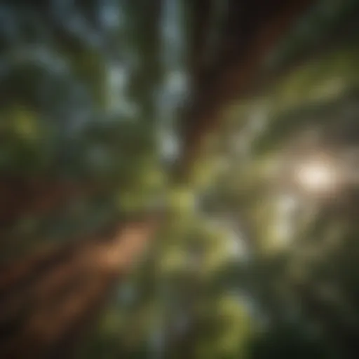 Majestic Redwood Forest Canopy