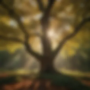 Sunlit Tree Canopy Majestic tree canopy in sunlight filtering through leaves