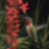 Vivid Scarlet Penstemon Hummingbird Flower
