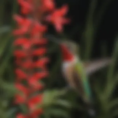 Vivid Scarlet Penstemon Hummingbird Flower Vivid Scarlet Penstemon Hummingbird Flower