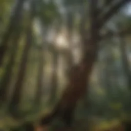 Majestic Redwood Canopy in Weaverville