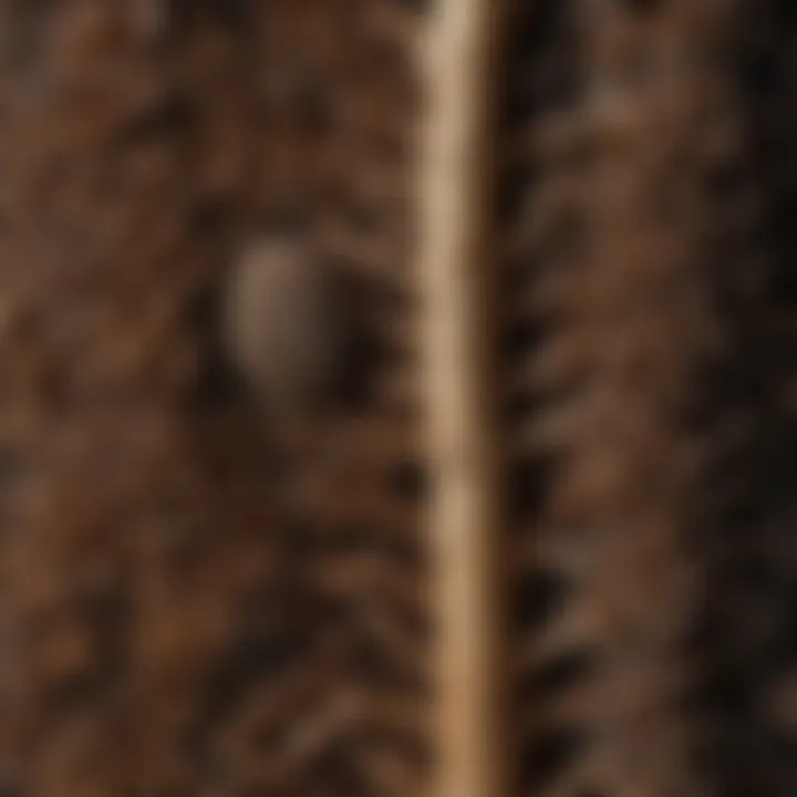 Detailed close-up of a morel mushroom showcasing its unique texture