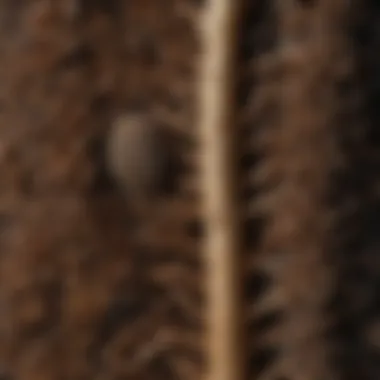 Texture of the Morel Mushroom Detailed close-up of a morel mushroom showcasing its unique texture