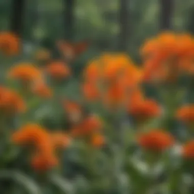 Pollinators on Butterfly Weed Flowers Close-up of butterfly weed flowers attracting pollinators