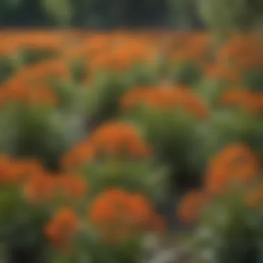 Butterfly Weed Selection at Local Nursery A selection of butterfly weed plants at a local nursery