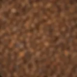 Botanical Illustration: White Oak Tree Seeds Botanical Illustration of White Oak Tree Seeds