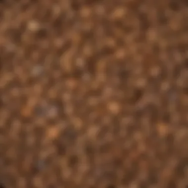 Botanical Illustration: White Oak Tree Seeds Botanical Illustration of White Oak Tree Seeds