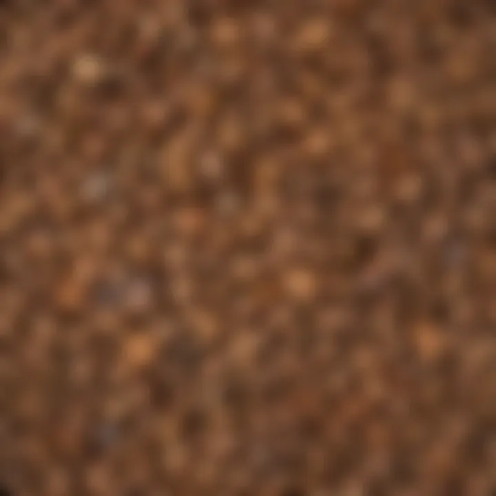 Botanical Illustration: White Oak Tree Seeds Botanical Illustration of White Oak Tree Seeds