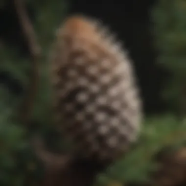 Botanical Illustration of White Pine Cone