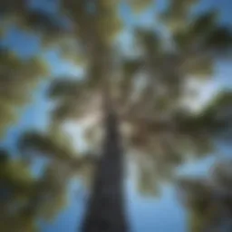 Magnificent white pine tree soaring against a clear blue sky