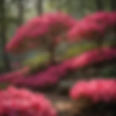 Vibrant Azalea Blooms in Full Splendor Colorful Azalea Blooms