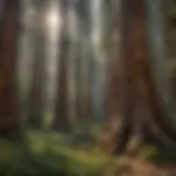 Majestic Sequoia Trees at Wilderness Pass