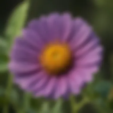 Detailed Features of a Wildflower Close-up of a wildflower with detailed features highlighted
