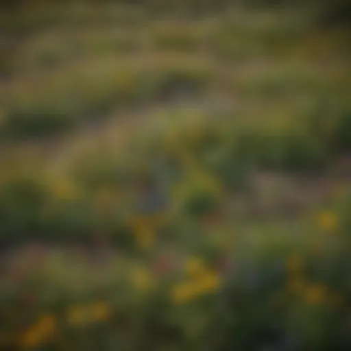 Wildflower sod meadow