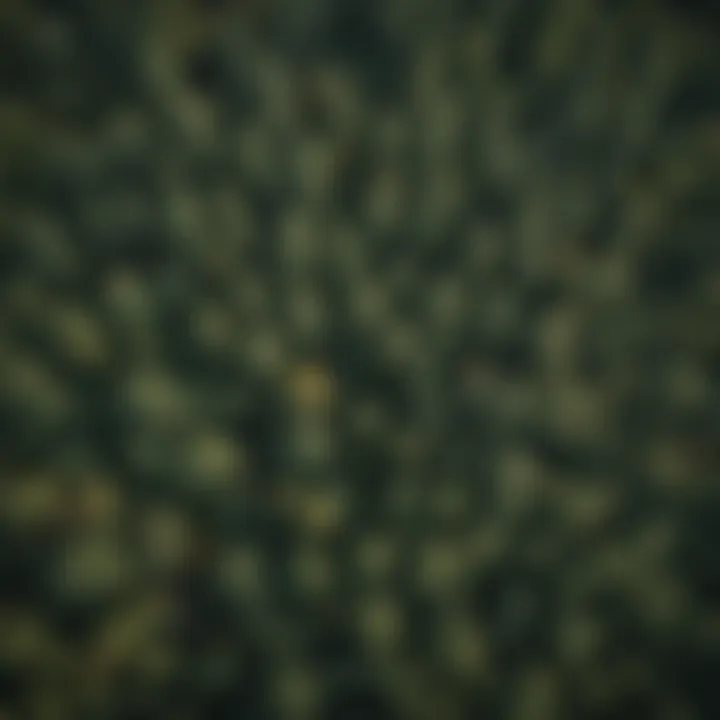 Aerial view of Wilson and Fisher canopy highlighting diverse tree layers