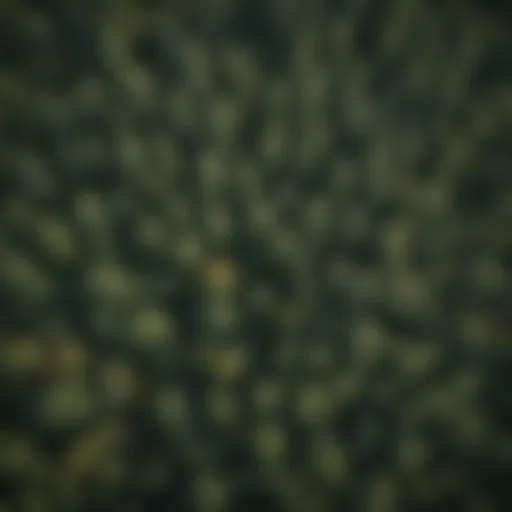 Diverse Tree Layers in Wilson and Fisher Canopy Aerial view of Wilson and Fisher canopy highlighting diverse tree layers