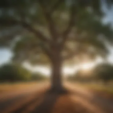 Wind-swept Pecan Tree in Texas Hill Country Wind-swept Pecan Tree in Texas Hill Country