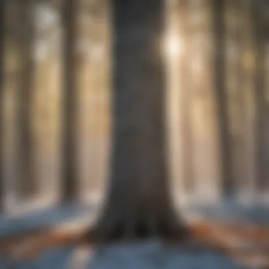 Essential Winter Protection for Canadian Trees Winter Tree Protection Methods in Canada