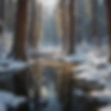 Winter wilderness in Yosemite National Park