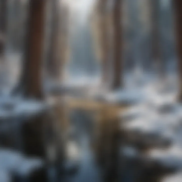 Winter wilderness in Yosemite National Park