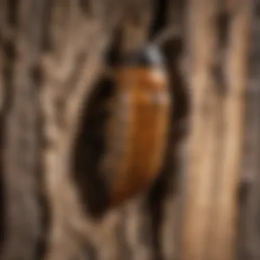 Woodborer Pupa Emerging from Infested Wood