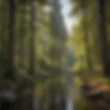 Tranquil Beauty of Woodland Park Majestic Woodland Park landscape