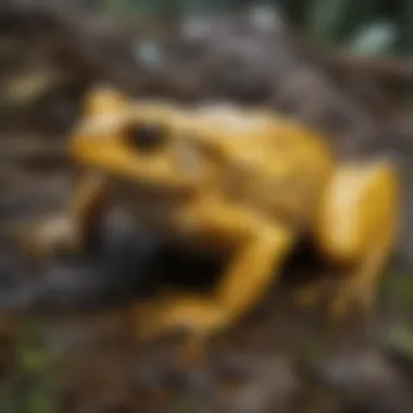 Close-up of the intricate patterns on a yellow frog's skin