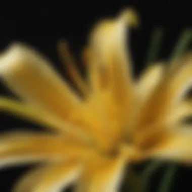 Detailed Close-up of Yellow Lily Stamen Close-up of intricate yellow lily stamen