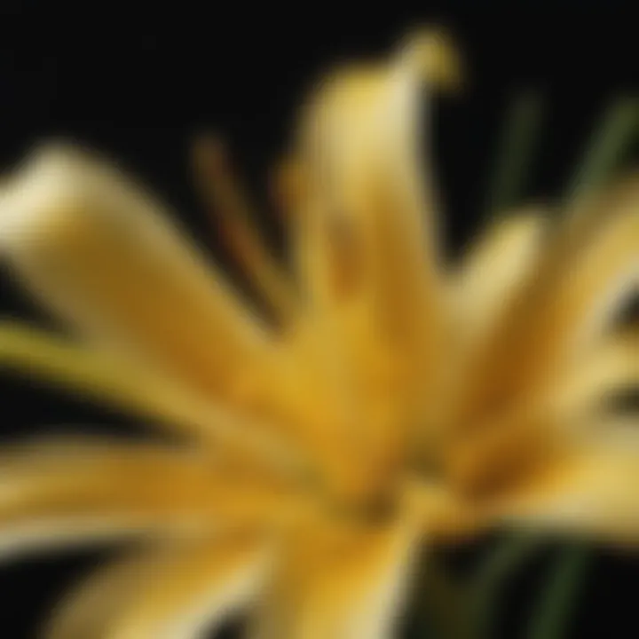 Detailed Close-up of Yellow Lily Stamen Close-up of intricate yellow lily stamen