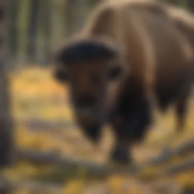 Wild Wonder: Majestic Bison Roaming Yellowstone Wilderness Majestic Bison in Yellowstone Wilderness