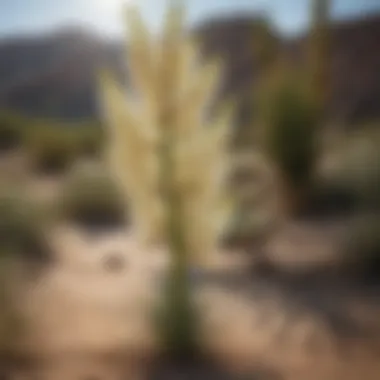 Yucca Elata: Blooming Elegance of the Desert Elegant Yucca elata flower blooming in arid environment