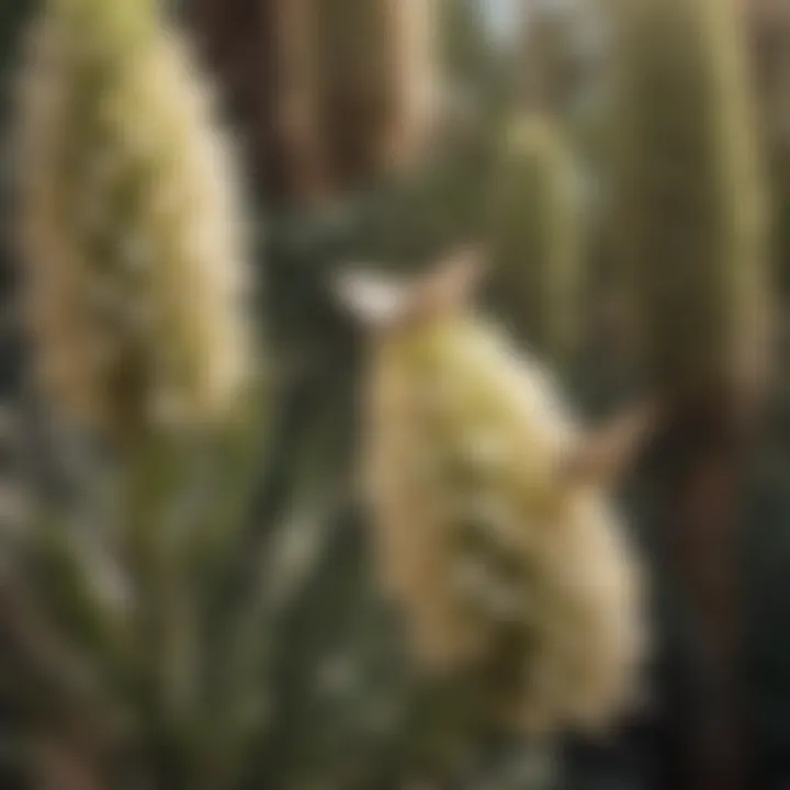 Mutualistic Pollination Partnership Yucca Moth Pollinating Yucca Flowers