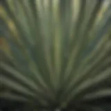 Botanical Symmetry Revealed Botanical Symmetry of Yucca Plant