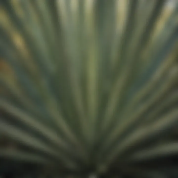 Botanical Symmetry Revealed Botanical Symmetry of Yucca Plant