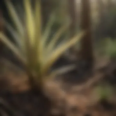 Life Cycle Exploration Yucca Plant Lifecycle Unraveled