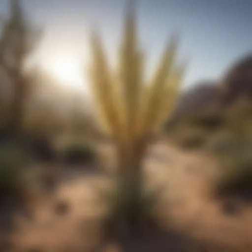 Majestic Yucca Rostrata plant in desert landscape