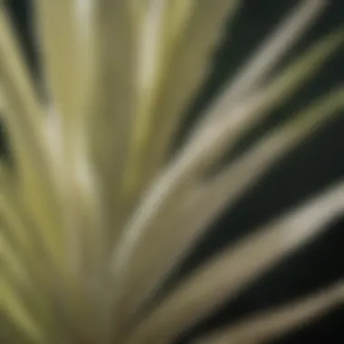 Yucca Schidigera: Nature's Intricate Beauty Close-up of intricate Yucca schidigera leaves