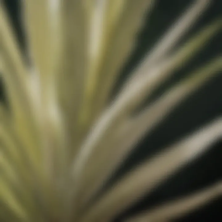 Yucca Schidigera: Nature's Intricate Beauty Close-up of intricate Yucca schidigera leaves